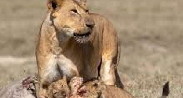 Ten lions killed in Kenya as conflict between humans and wild animals worsens